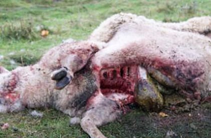 Ändrar beslut. Länsstyrelsen tar det säkra före det osäkra och betalar ut ersättning för vargattack i Sankt Olof.