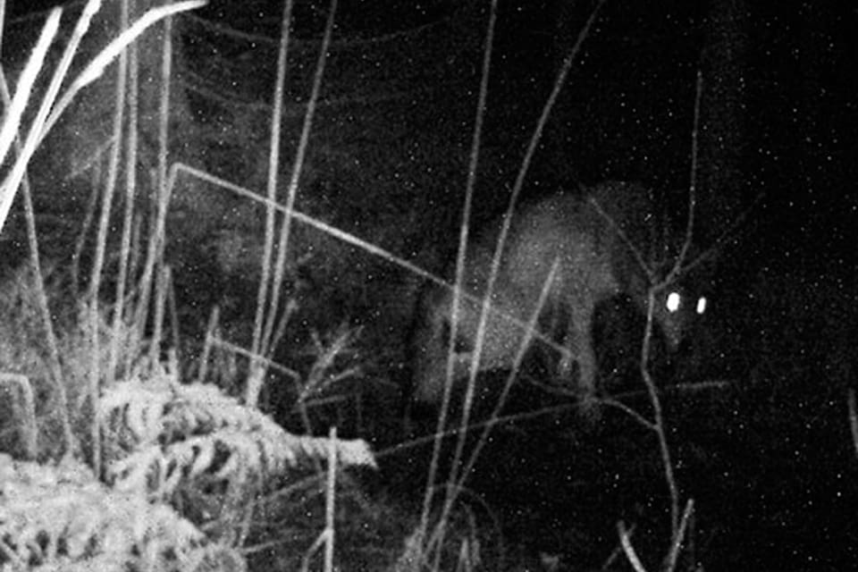 Obduktionen av den skadade vargtiken i Älvkarleby kommun visar att det troligen var en skadad disk i ländkotan som gav förlamningsbesvären i bakdelen. Dessutom upptäcktes en läkt gammal skottskada.