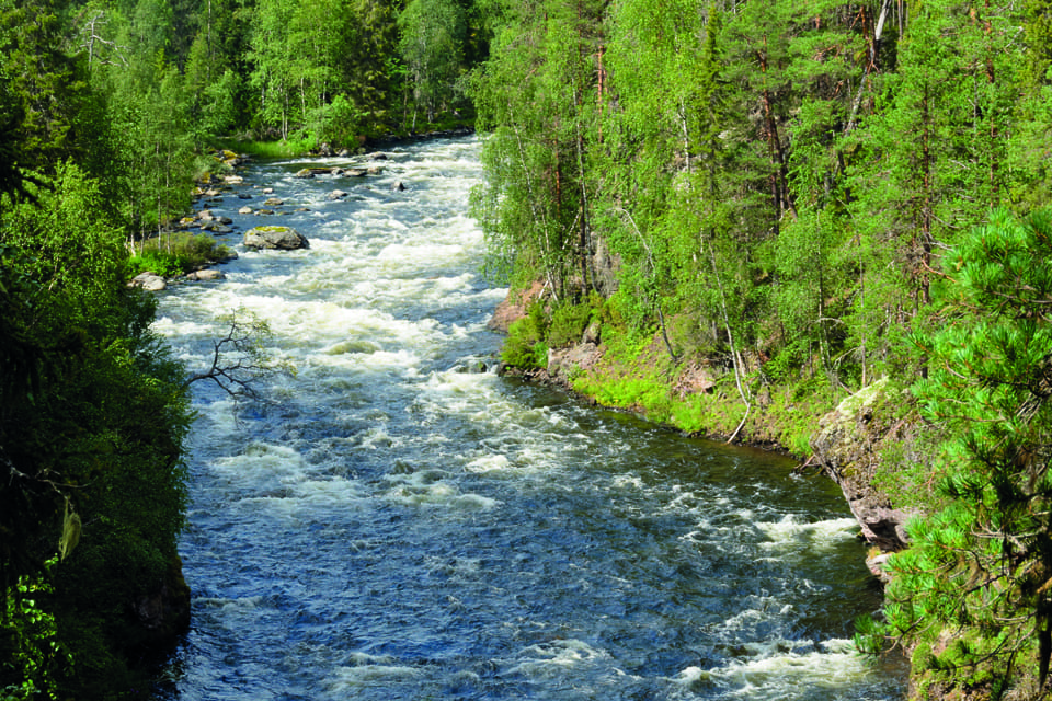 Jämthunden Lava sveptes med av forsen och fastnade nästan i ett vindfälle när hon jagade älg vid Fulufjället. (Arkivbild)