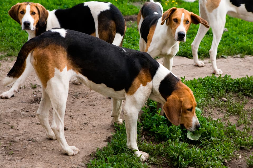 American foxhound tillhör de stövarraser som ska visas upp för cirka 50 exteriördomare, som ska fräscha upp kunskaperna om hur de olika stövarna ska bedömas.