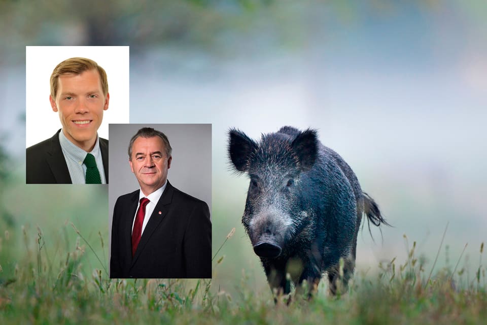 Johan Hultberg (M) vill ha besked från landsbygdsminister Sven-Erik Bucht (S) hur det blir med möjligheter för jägare att kunna sälja vildsvinskött utan att behöva gå omvägen via en vilthanteringsanläggning.