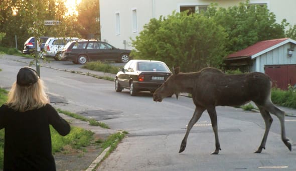 På stadspromenad. Älgkvigan trivs bra på Jägarstigen och andra adresser inne bland bebyggelsen på jämtländska Frösön.