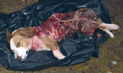 Den här synen mötte ägaren när han till slut hittade drevertiken Gaias kropp med hjälp av GPS-pejlen.