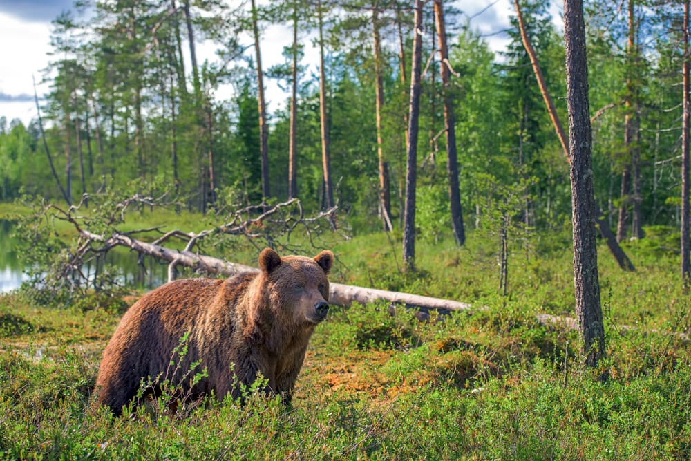Mannen annonserade efter björngalla. Nu väcker miljöåklagare Åse Schoultz åtal mot honom.
