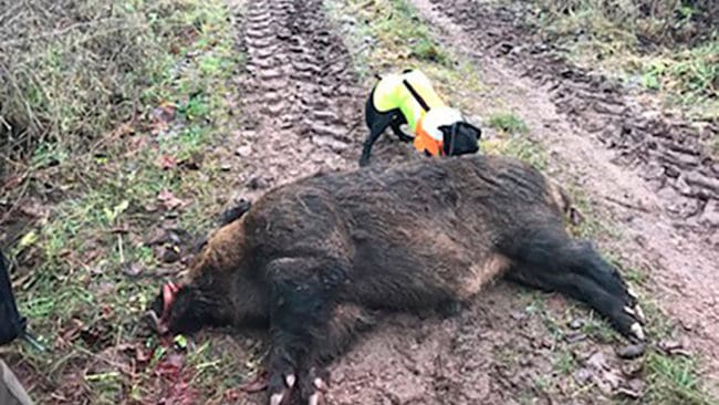 Hunden drev fram 200 kilos-galten som fälldes mellan Ullevi och Torp på Öland. Historiskt sett är det bara ett till vildsvin i den storleksklassen som skjutits på Öland.