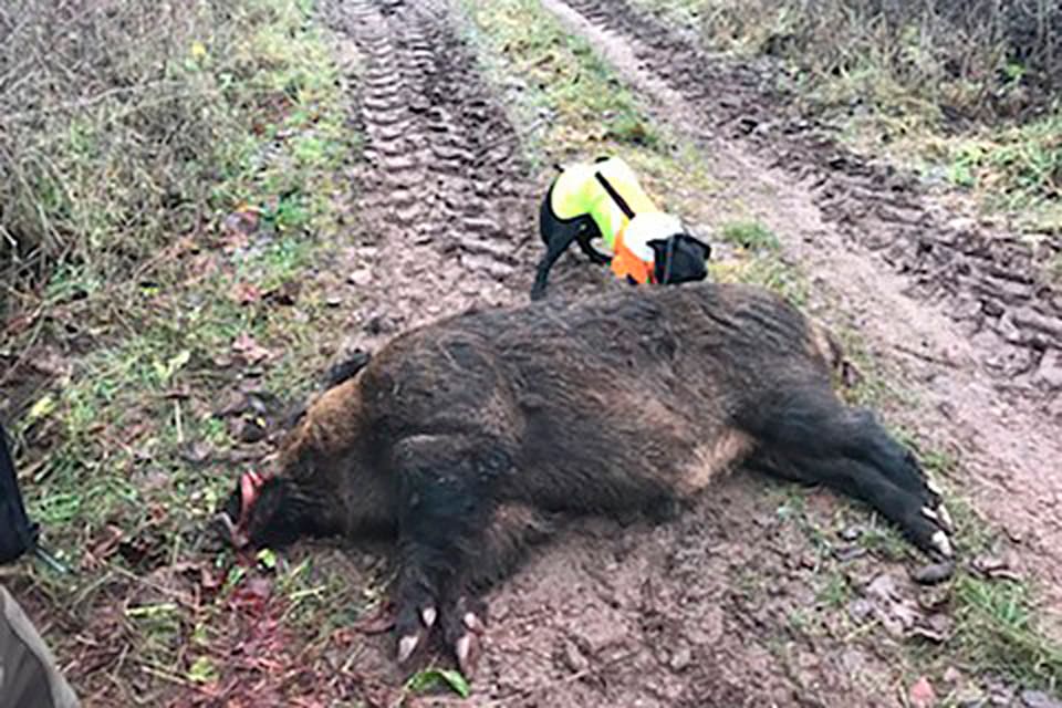 Hunden drev fram 200 kilos-galten som fälldes mellan Ullevi och Torp på Öland. Historiskt sett är det bara ett till vildsvin i den storleksklassen som skjutits på Öland.