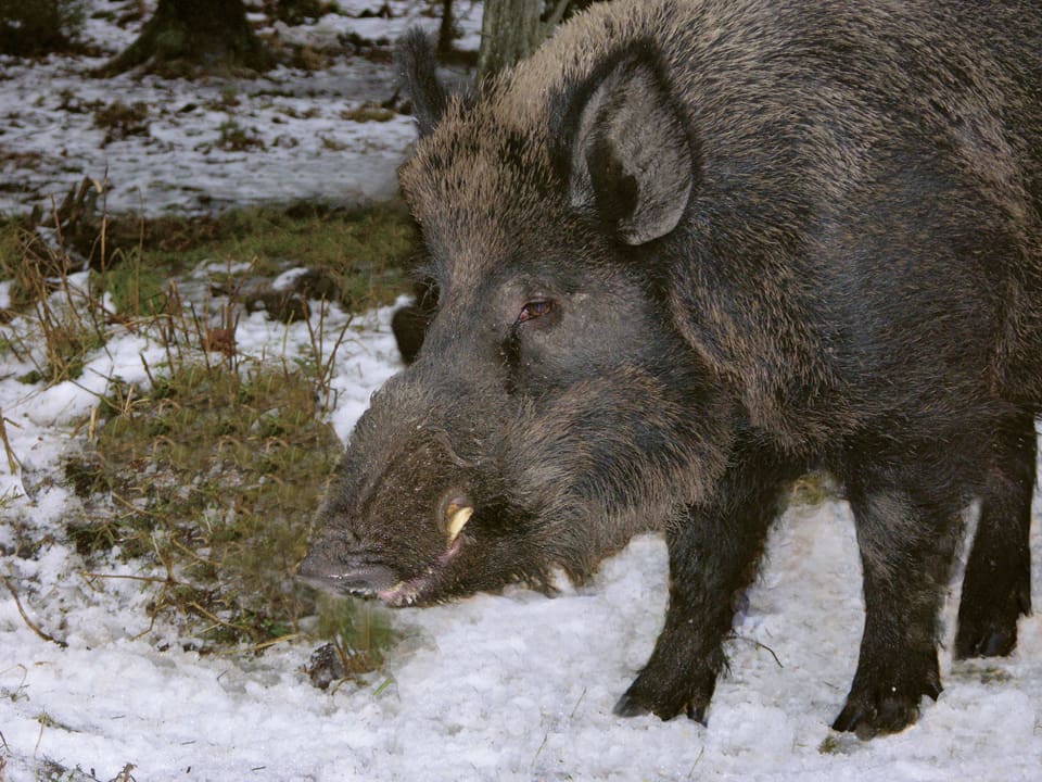 Stora galtar i 150-kilosklassen är sällsynta som fällt vilt i Huddinge-trakten. (Arkivbild)