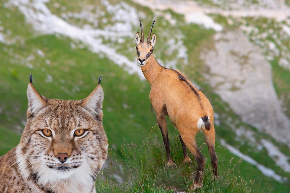 Jägare i Schweiz vill jaga mer lodjur, eftersom de är många och går hårt åt alpgetterna i landet.