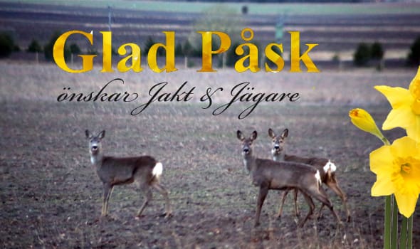 Jakt & Jägares redaktion önskar läsekretsen en Glad Påsk. Rådjuren på bilden dök i det sista flämtande ljuset en sen kväll när vi var ute och spanade efter vårbockar inför den kommande jakten.