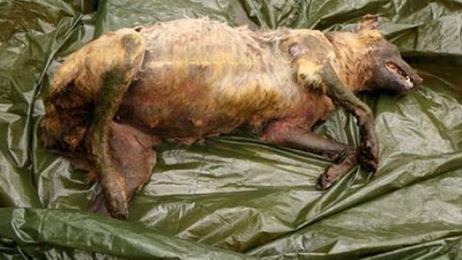 Den döda vargtiken som hittades vid Åsnes i Hedmark i Norge hade förgiftats med glykol. Nu vill den norska regeringen öka insatserna mot miljökriminalitet.