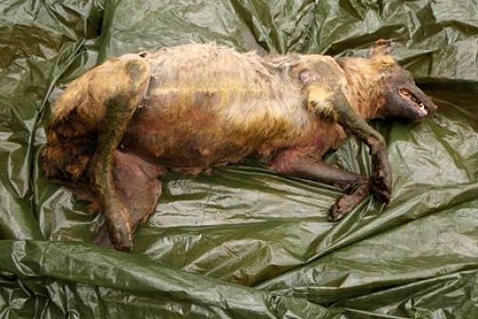 Den döda vargtiken som hittades vid Åsnes i Hedmark i Norge hade förgiftats med glykol. Nu vill den norska regeringen öka insatserna mot miljökriminalitet.