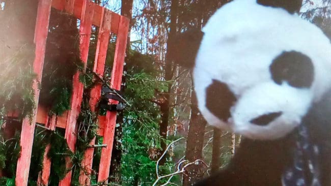 Lodjur eller varg har hittills inte avslöjats i en av de cirka 200 viltkameror som länsstyrelsen i Västra Götaland satt upp för att upptäcka stora rovdjur. I just den här kameran var det istället en panda som kikade in i objektivet. Gosedjursskämtet gav rovdjursspåraren ett gott skratt.
