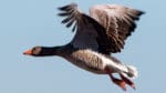 Både flyttfåglar och övriga fåglar har ett magnetsinne och navigerar med hjälp av sin inre magnetkompass. Nu tror forskare att alla djur kan uppfatta magnetfält.