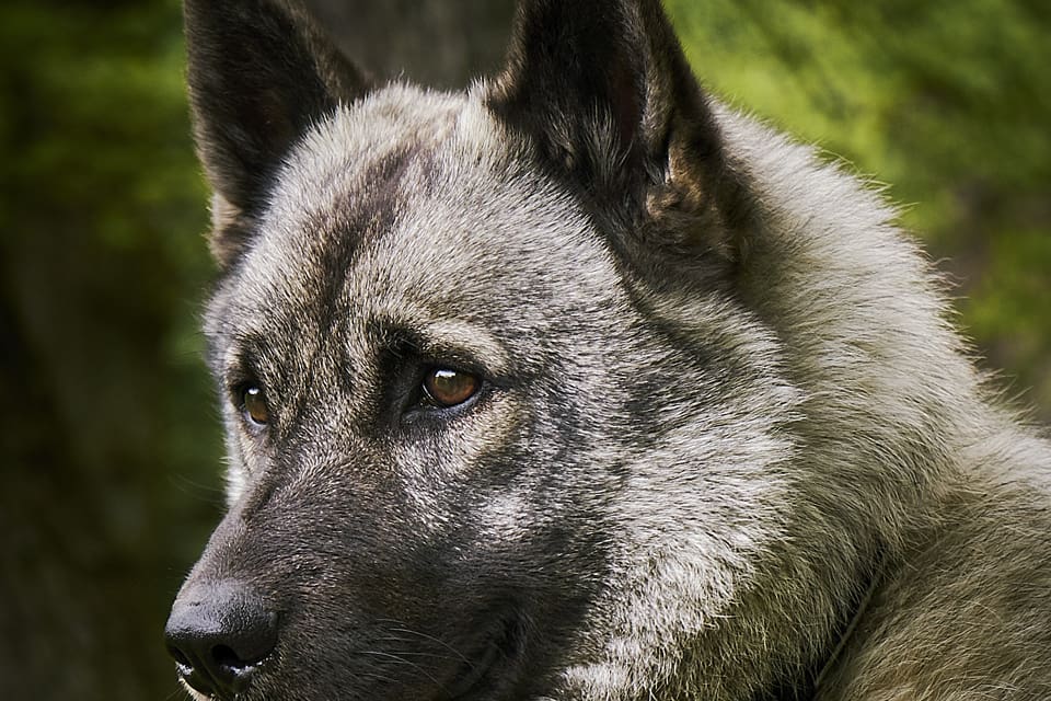 På lördagen blev en gråhundshanne vargdödad i Remmakölen i Ljusdals kommun när han skällde ståndskall på älg. (Arkivbild)