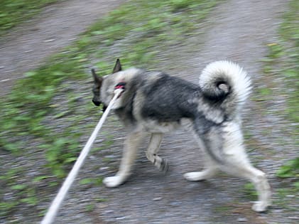 Det registreras allt färre jakthundar i Värmland. Bland annat har nyregisterade gråhundar minskat med 25 procent.