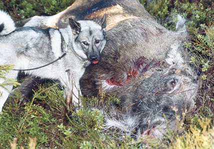 Gråhund. Det finns ingen svensk rasklubb för norsk älghund grå. Eftersom denna hund är Norges nationalras borde det vara tillräckligt att bibehålla rasens standard och egenskaper genom att utöka samarbetet med Norge på ett bättre sätt än i dag, anser debattören.