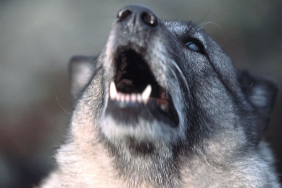 En gråhundstik räddades från en klippavsats av personal från räddningstjänsten som firades ned 50 meter från toppen på Multråberget utanför Sollefteå. (Arkivbild)