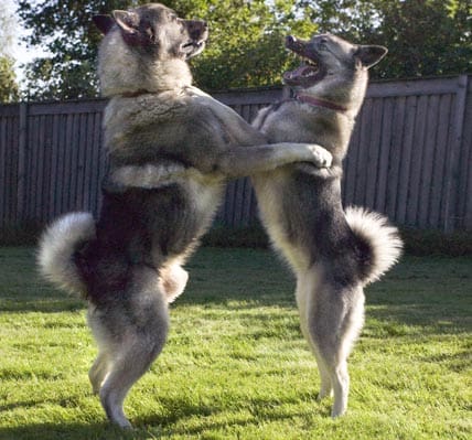 Gråhundarna (bilden), samt jämthundar och lapphundar, fick ett tillskott av varggener för några tusen år sedan, visar ny gen-forskning.