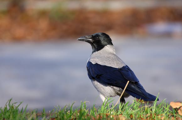 Kråkor av släktet Corvus väljer partners som ser likadana ut. 