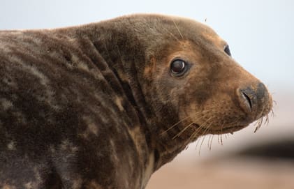 Under 2012 rapporterades 92 f&auml;llda s&auml;lar av skyddsjaktskvoten p&aring; 230. Samma antal f&aring;r skjutas i &aring;rets skyddsjakt, som startar 20 april.