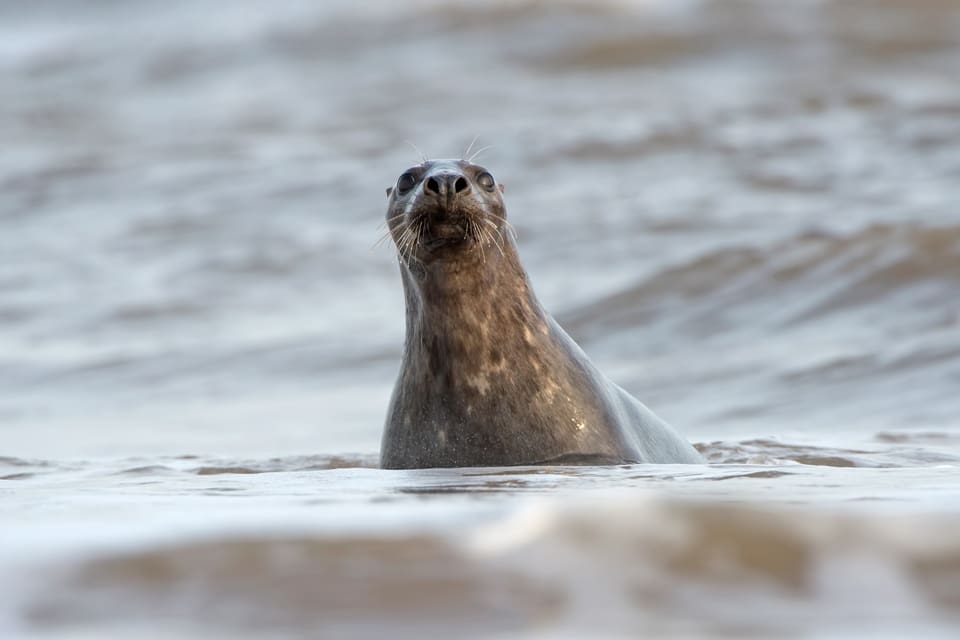 15 gråsälar får skyddsjagas i Blekinge. Men det räcker inte, tycker fiskare i länet.