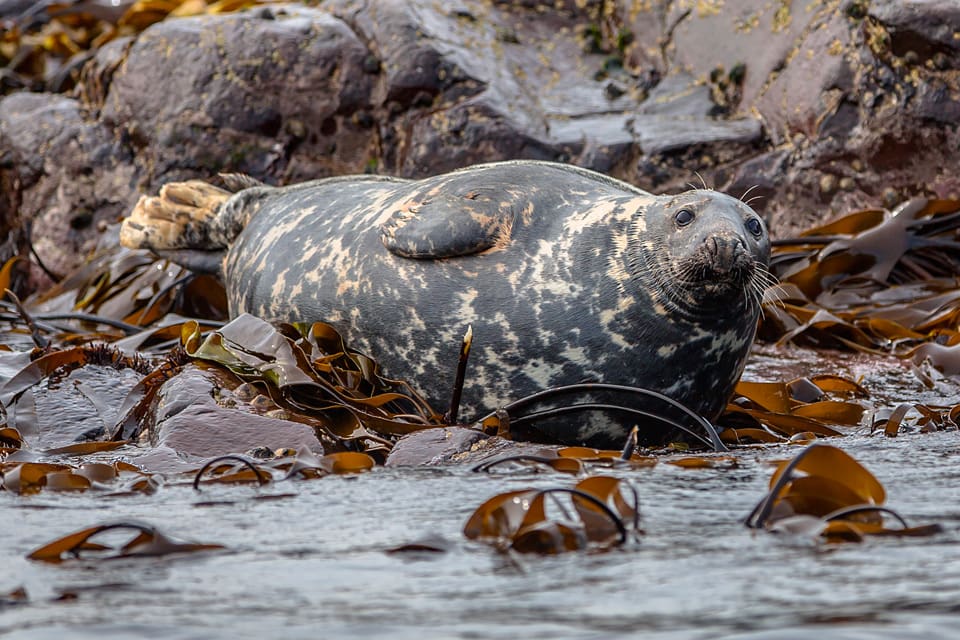 Jägare ska specialutbildas för att jaga gråsäl vid den danska ön Bornholm.