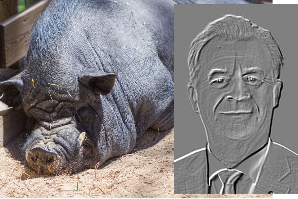 Regeringen lanserar en ny idé för att få bukt med vildsvinsproblemet.