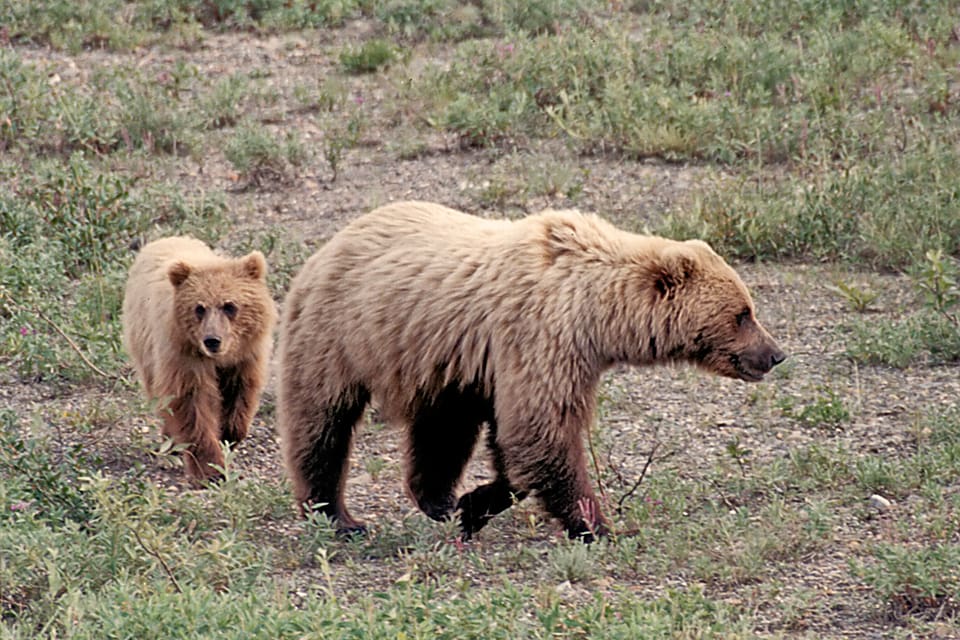 En man har dödats i Yellowstone nationalpark, sannolikt av en grizzlyhona och hennes unge. (Arkivbild)