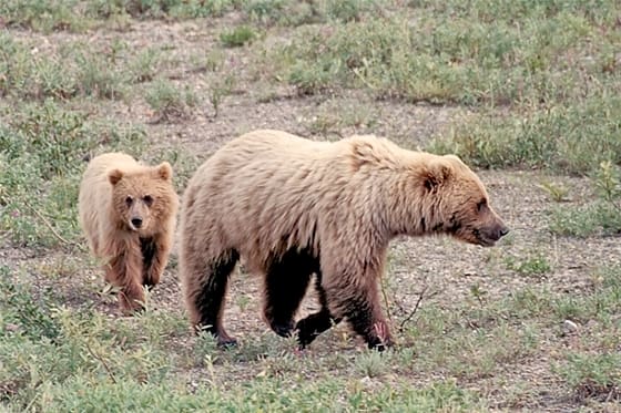 Den grizzlyhona som dödade en man i Yellowstone nationalpark kan ha fångats i en fälla. (Arkivbild)
