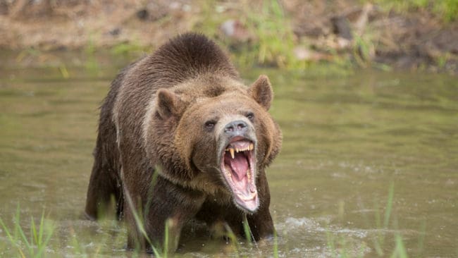 Delstatsregeringen i British Columbia, Kanada, stoppar troféjakt på grizzly.