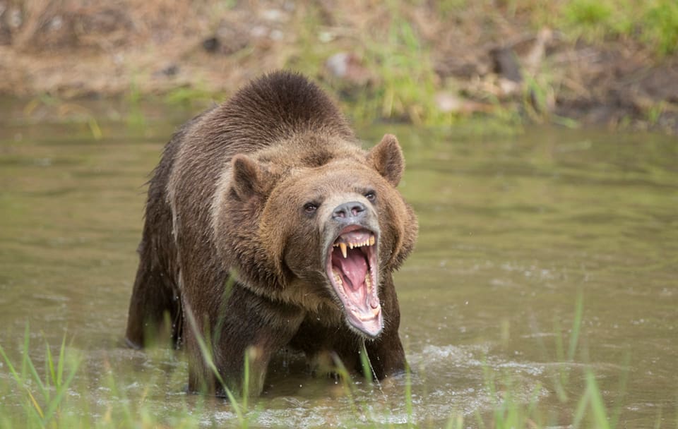 Delstatsregeringen i British Columbia, Kanada, stoppar troféjakt på grizzly.