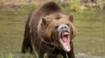 Utlottningssystemet för att få köpa jaktlicenser inför den kommande jakten på grizzlybjörnar i USA-delstaten Wyoming kan blockeras av massanmälningar från jaktfientliga aktivister.