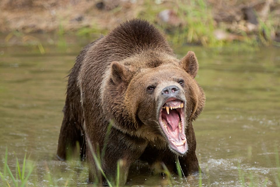 Utlottningssystemet för att få köpa jaktlicenser inför den kommande jakten på grizzlybjörnar i USA-delstaten Wyoming kan blockeras av massanmälningar från jaktfientliga aktivister.