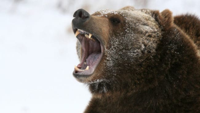 Det finns omkring 7 000 grizzlybjörnar i det kanadensiska territoriet Yukon.