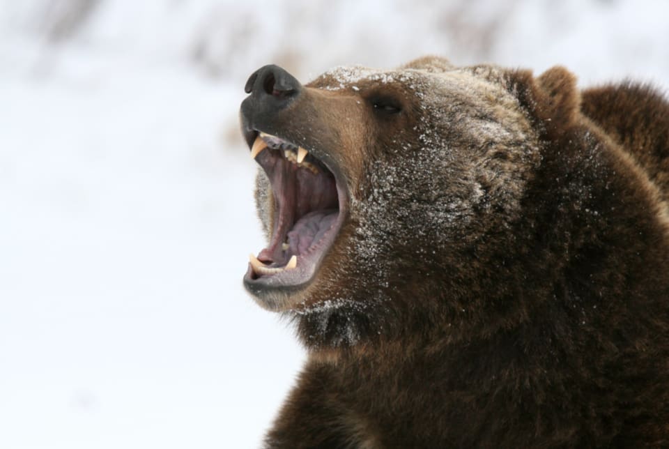 Det finns omkring 7 000 grizzlybjörnar i det kanadensiska territoriet Yukon.