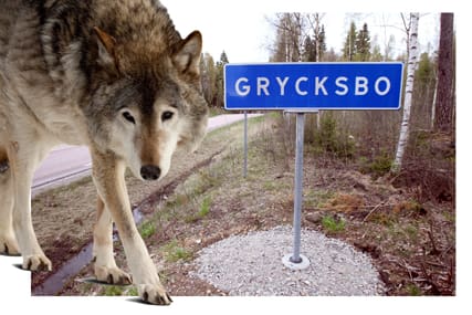 Löshundsjakten dör. I Grycksbo, som drabbats av två vargrevir, har löshundsjakten i det närmaste upphört.