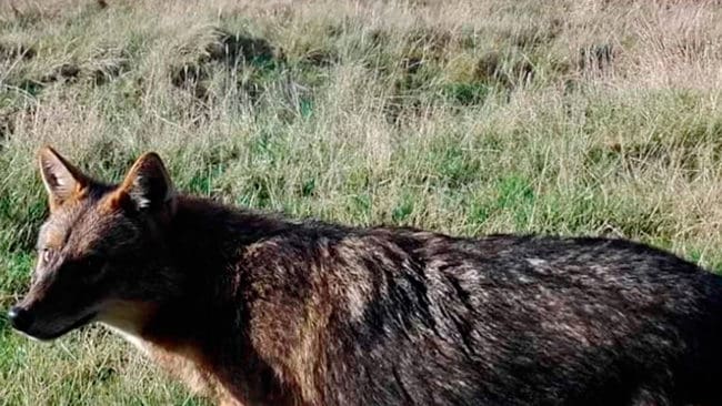 En privat viltkamera har avslöjat att det även dykt upp en guldschakal i den danska vargzonen på Jylland. Det bedöms bara vara en tidsfråga innan även Sverige har ”dvärgvargarna”, som inte står på EU-listan över invasiva arter som ska utrotas.