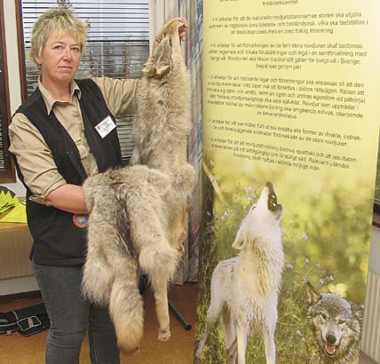 Gunilla Allansson visar ett skinn från den varg hon sköt i Ryssland.