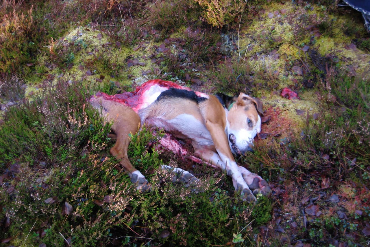 Vargdödad jakthund. Under förra året angreps 48 hundar, varav 20 dödades av varg.