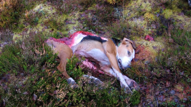 Vargdödad jakthund. Under förra året angreps 48 hundar, varav 20 dödades av varg.