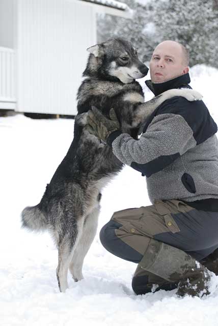 Här är mannen som startade framgångssagan vargobs.se, Lars-Olov Guttke. Faktum är att hans initiativ faktiskt kan ha räddat hans egen hund, Viggen. Vid en jakt på Kroppefjäll för några veckor sedan fick han sms-larm om en varg som befann sig på bara tio kilometers avstånd och var på kurs mot honom och Viggen.