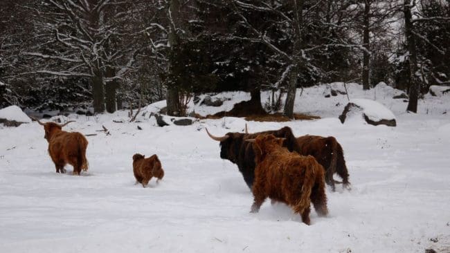 I Danmarks naturnationalparker hålls betesdjur för att främja biologisk mångfald. Sedan flera kor svultit ihjäl har en het debatt om så kallad rewilding tagit fart.