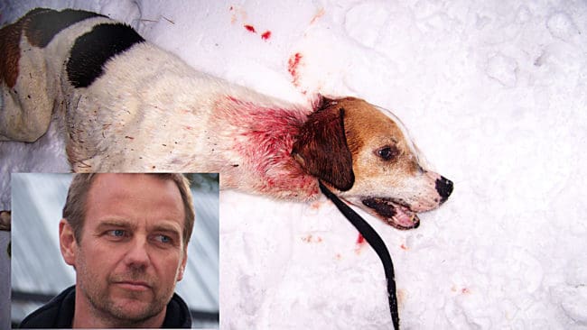 Jakten slutade med en tragedi. Albin fick en ryggkota krossad av vargen och Håkan Johansson tvingades avliva sin trotjänare med ett nackskott.