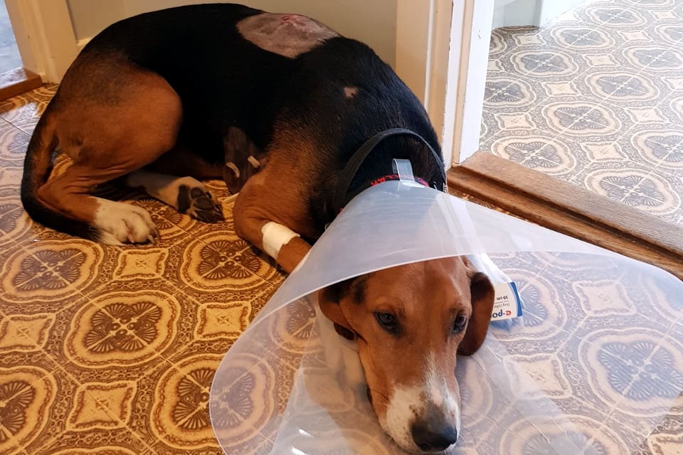 – Hunden är illa medtagen och har feber, men inga livshotande skador, beskriver naturbevakare Sone Persson.
