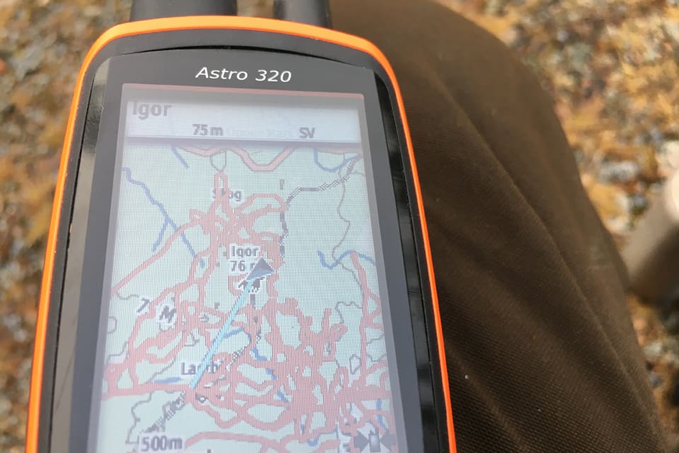 Bland annat kontrollerades pejlens logg hur jämten rört sig i terrängen före vargangreppet. Tillsammans med hundförarens vittnesmål gör det att naturbevakaren ser paragraf 28-skottet som regelrätt, trots att det var varningsskottet som dödade vargtiken. (Arkivbild)