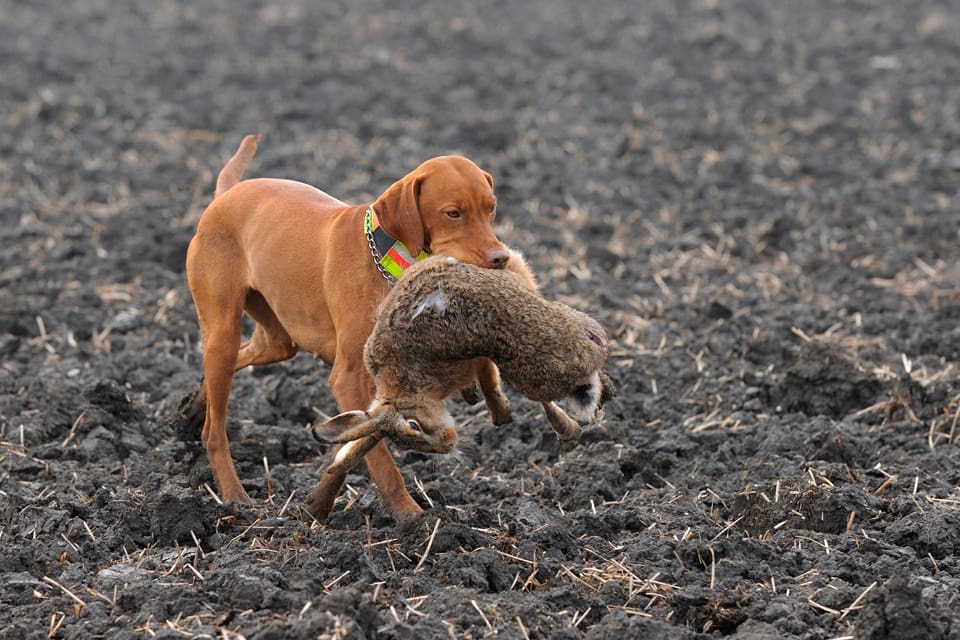 Smittosam harapportering? Sedan harpesten även nått Halland varnas länets harjägare bland annat från att låta hunden komma i kontakt med harar som kan ha smittan.