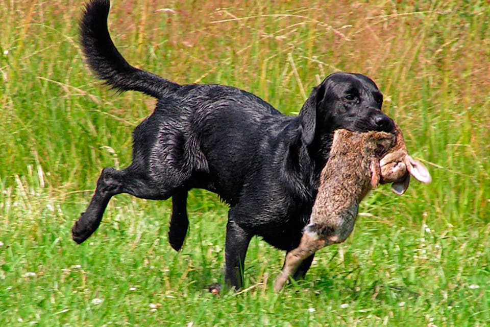 Flera tyska jägare har hamnat på sjukhus sedan harjakten gjorde att de fått harpest. En av jägarna fick troligen harpest via sin hund.