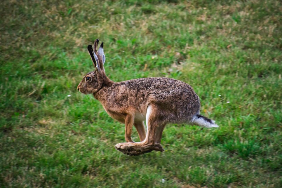 Flera smittade harar och människor har konstaterats i norra och mellersta Sverige. Just nu är det säsong för den myggburna sjukdomen tularemi, eller harpest.