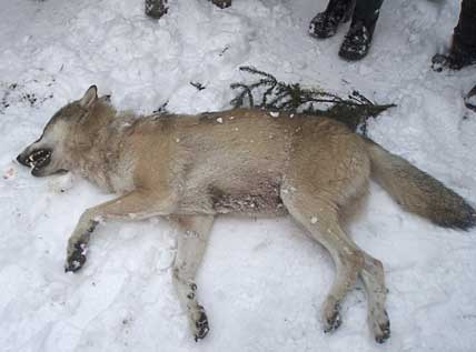 En stor varghanne sköts i Hasselforsreviret. Sju vargar fanns i flocken där hanen sköts. Det här tros vara den alfahanne i Hasselforsreviret som under hösten angripit och dödat ett antal jakthundar i området. 
