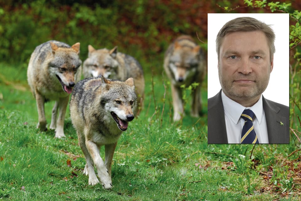 – Vi kan inte låsa oss vid siffran 170 vargar, säger Peter Helander (C) som hamnat i en svekdebatt efter att Centerpartiet spolierat en riksdagsmajoritet för att nästan halvera vargstammen.